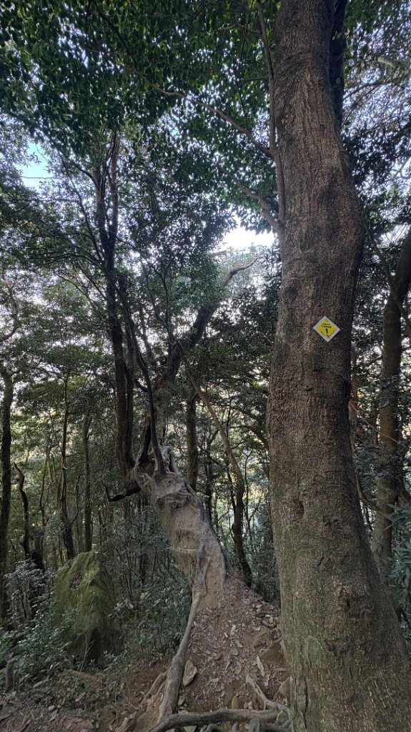 山毛櫸的「最後一舞」_2955239