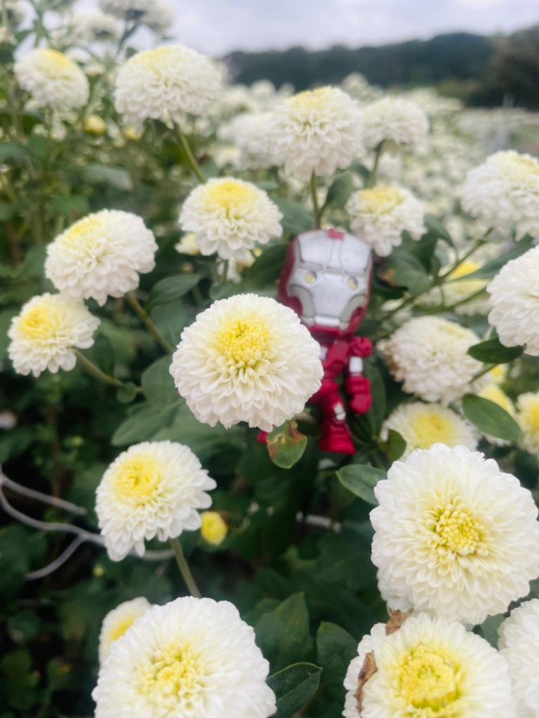 苗栗三義銅鑼三員縱走-三角山-員屯山_2651652