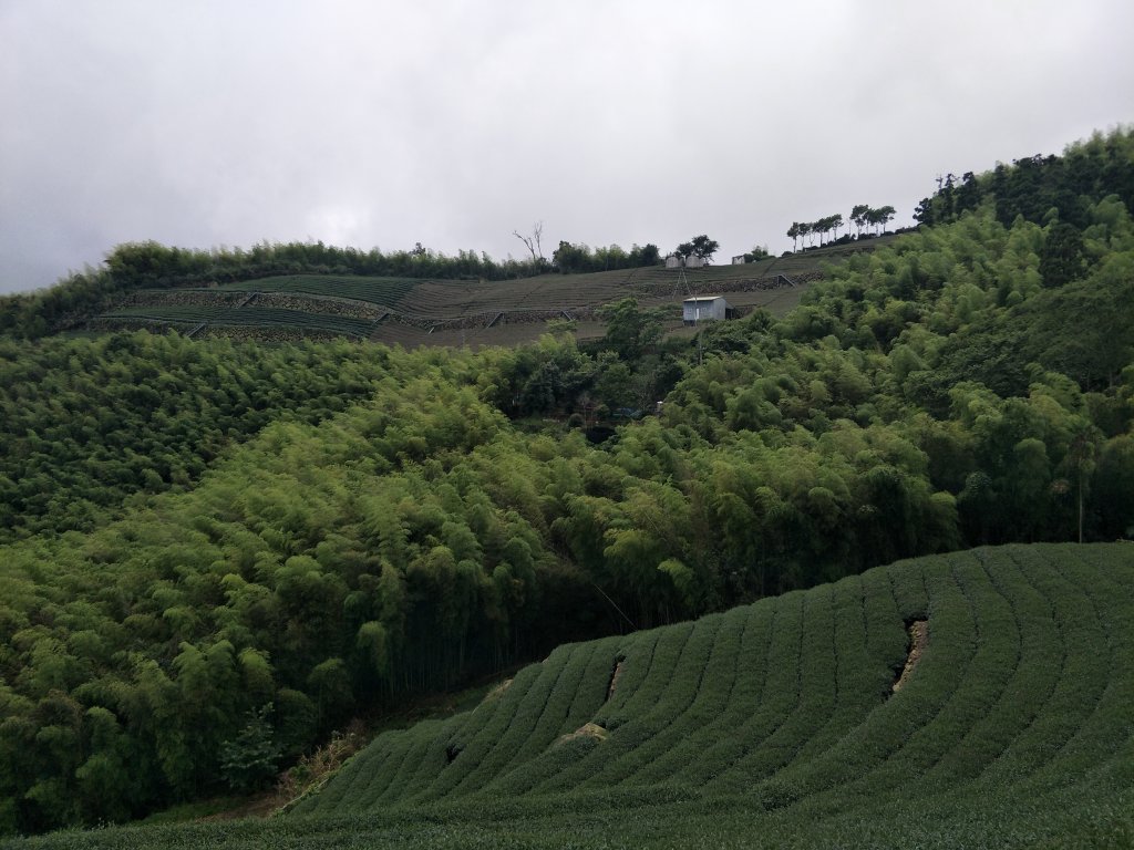 嘉義百大步道：桃荀古道與大尖山_1414704