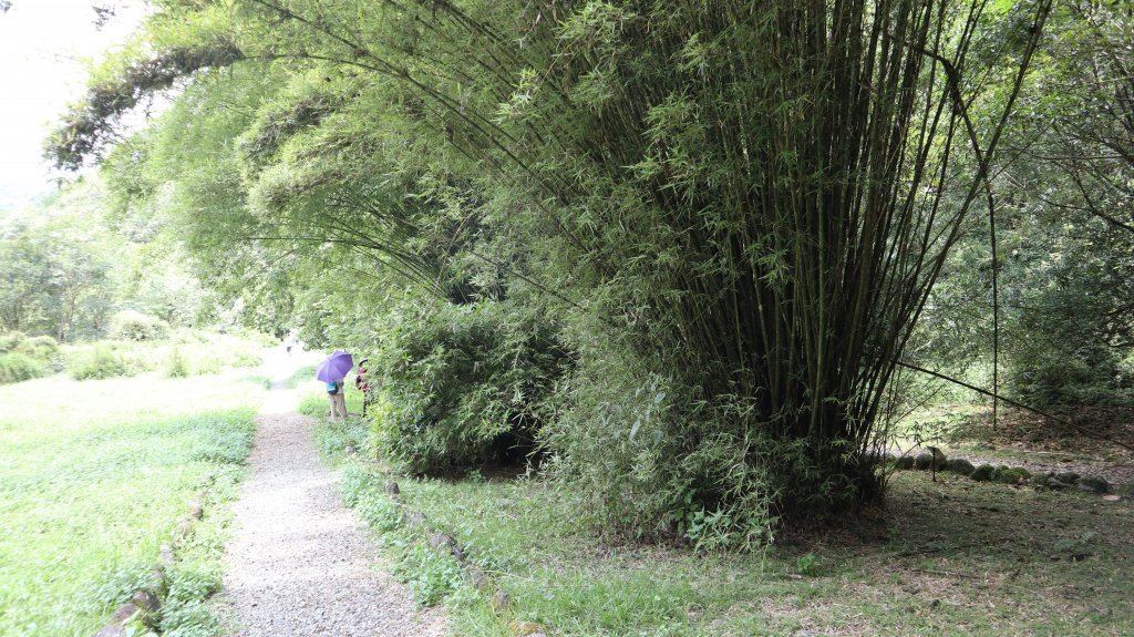 福山植物園登山健行趣(步道)_2269397