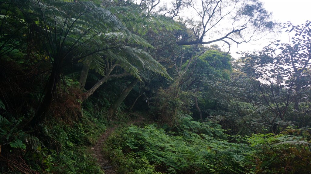 姜子寮山 旗尾崙山 姜子寮絕壁 連走_1281167