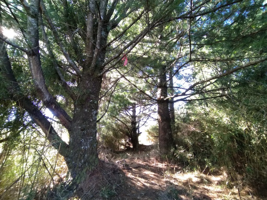 嘉義 阿里山 鹿林山、鹿林前山、真鹿林山、石水山_1487517