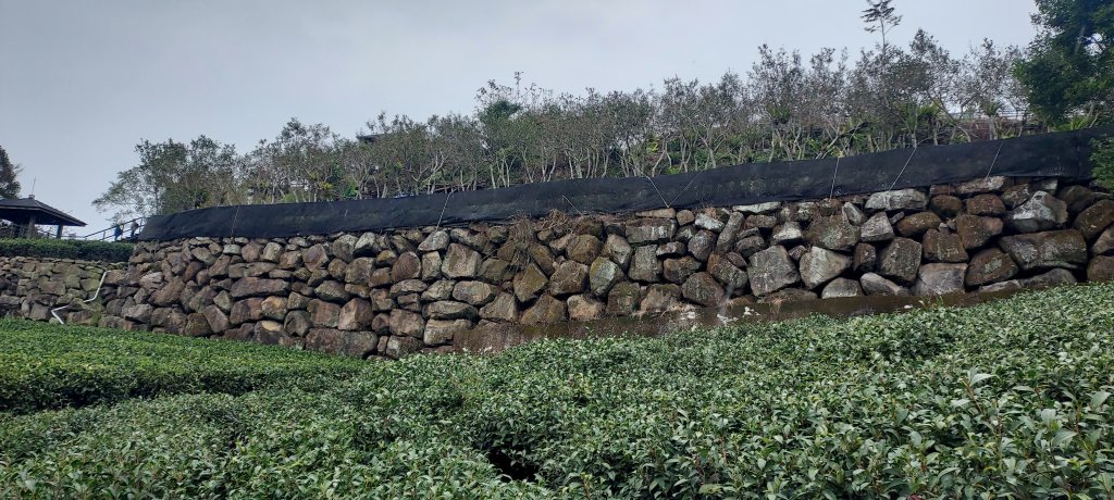 20250114東埔山；20250115二延平步道_2693873