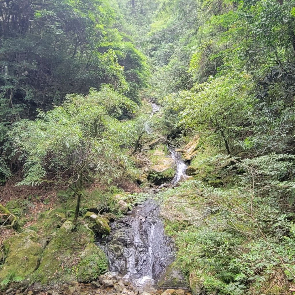 大雪山森林遊樂區森林浴步道_2543587