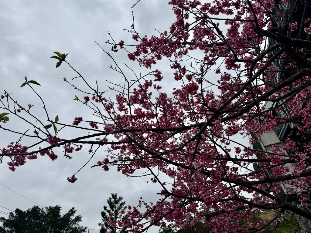 指南宮賞櫻_2708119