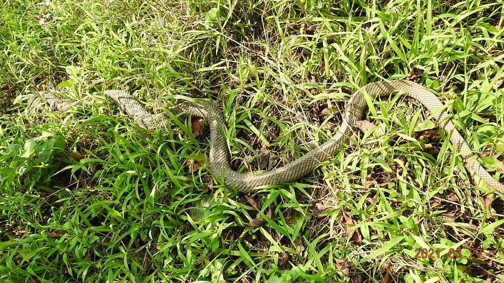 貢寮巡田水 - 桃源谷步道草嶺線來回走&龜島曉日_1322597