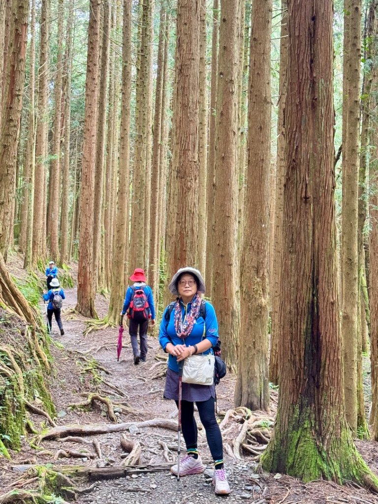 觀霧瀑布 賞鳥步道_2926507