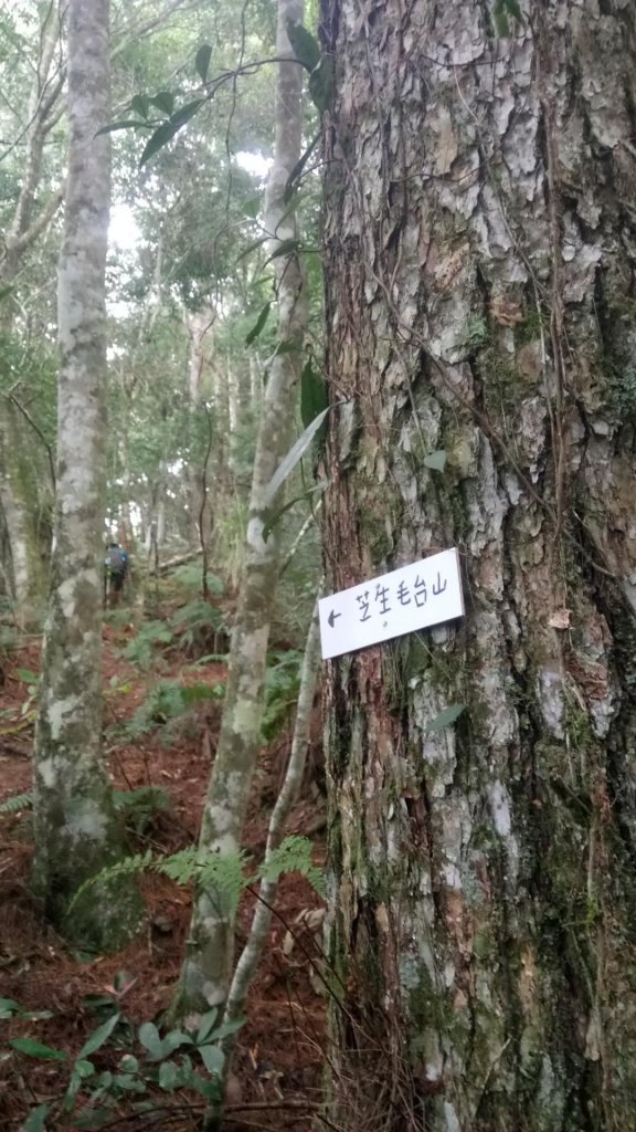 芝生毛台山，虎禮山_481719