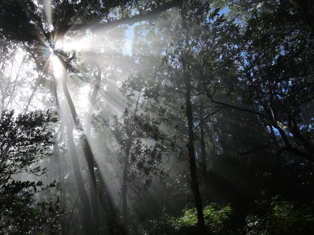 仙靈系~山不在高有仙則名。新竹苗栗中級山_647086