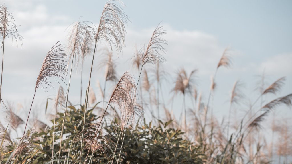 菅芒浪白｜五分山_2356449