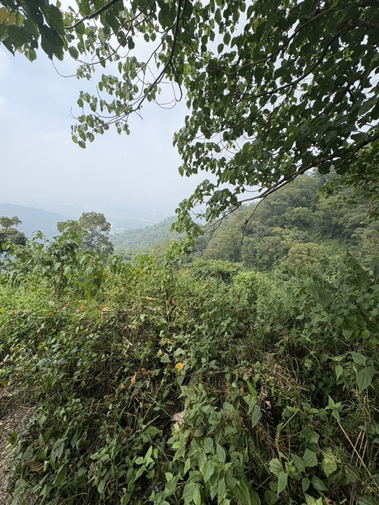 20251109棚集山步道_2935327