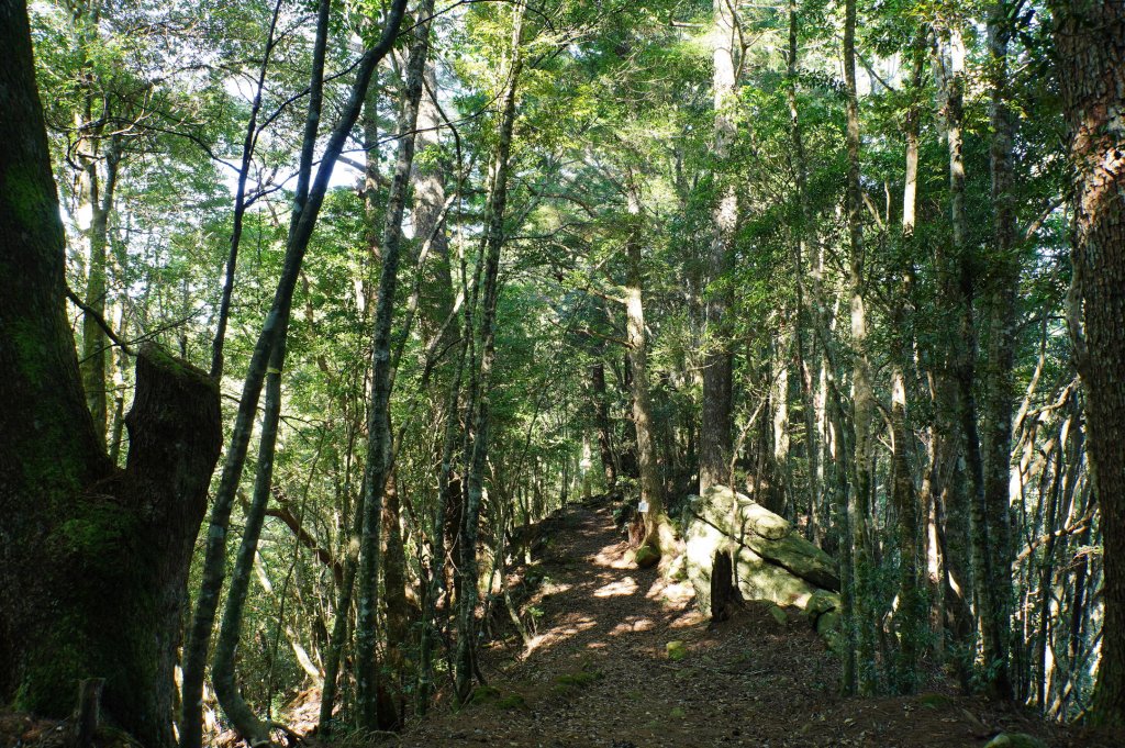 新竹 尖石 屯野生台山、石麻達山、錦屏山_2904274