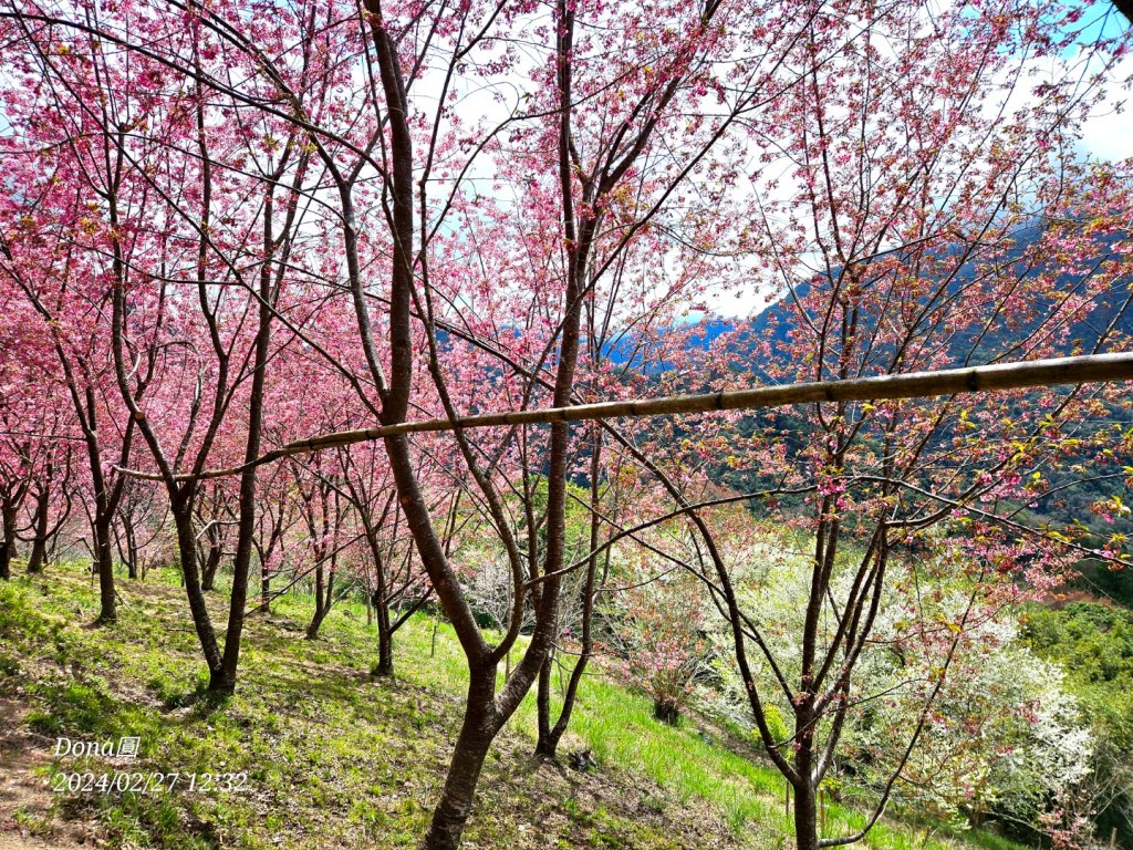 司馬庫斯巨木步道Yaya,櫻花園賞櫻_2440742