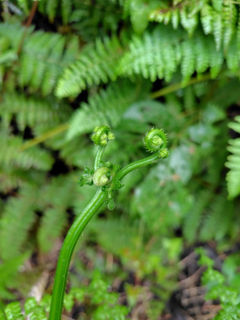 1130526來吉附近閒晃看到的植物_2519633