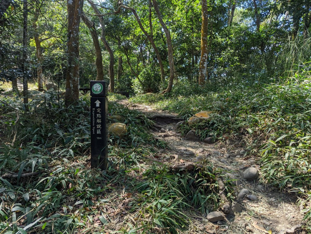 漂亮的五葉松及很有特色的圓木棧道：大坑5-1及5號步道＆頭嵙山（小百岳#41）_1879155