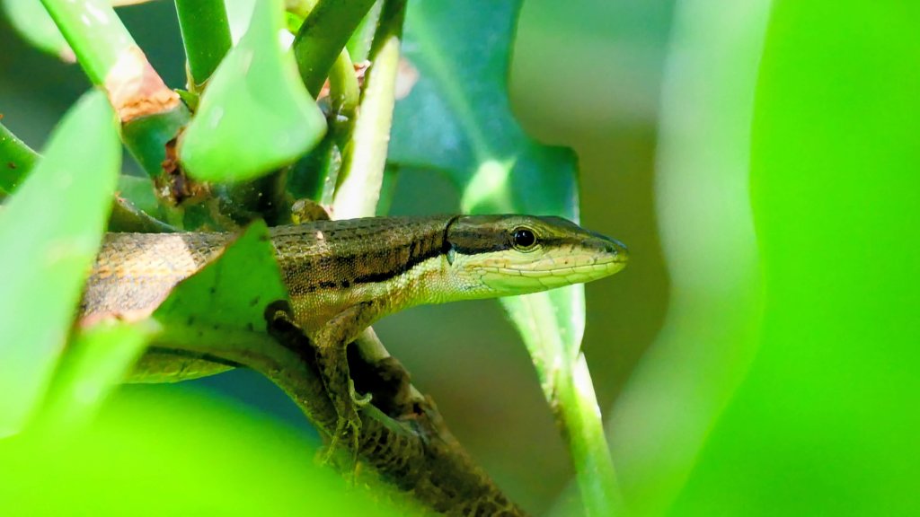 微笑山線烘爐地土地公段封面圖