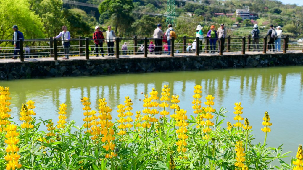 《踏莎行・貓空魯冰花》封面圖