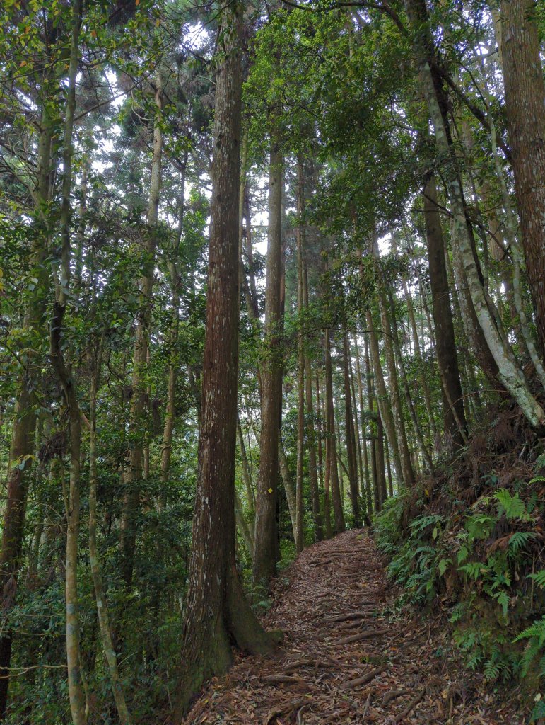 2024.05.04－尋訪加里山_2495534