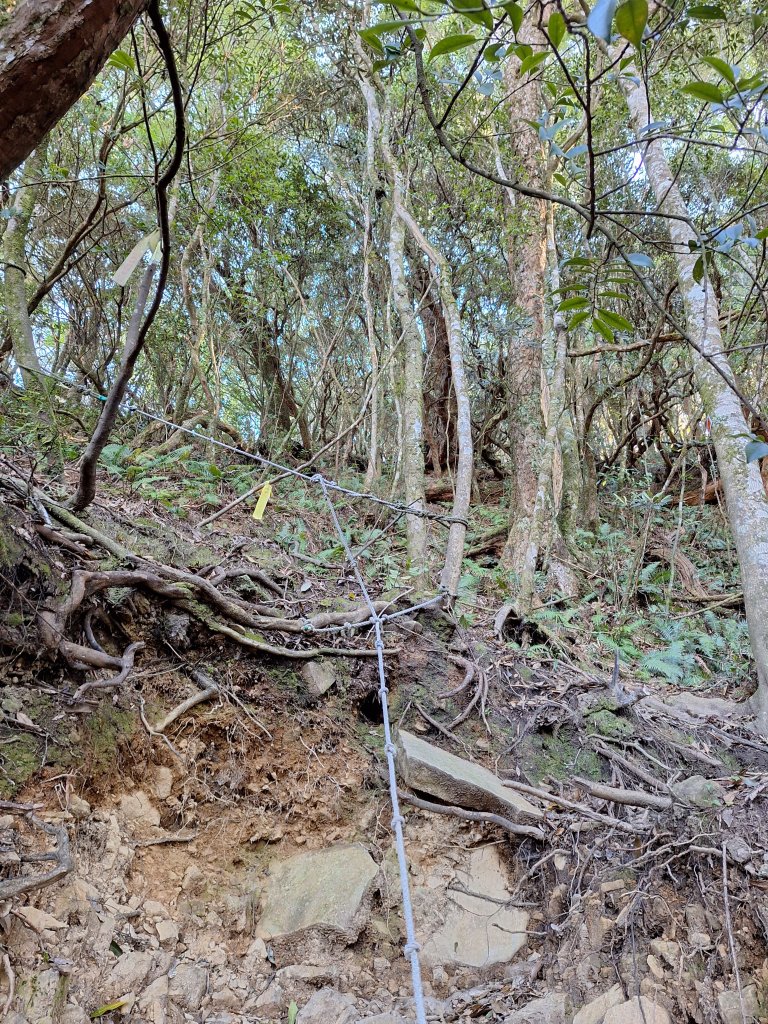 復興三尖之夫婦山+夫婦山西峰20241210_2667306