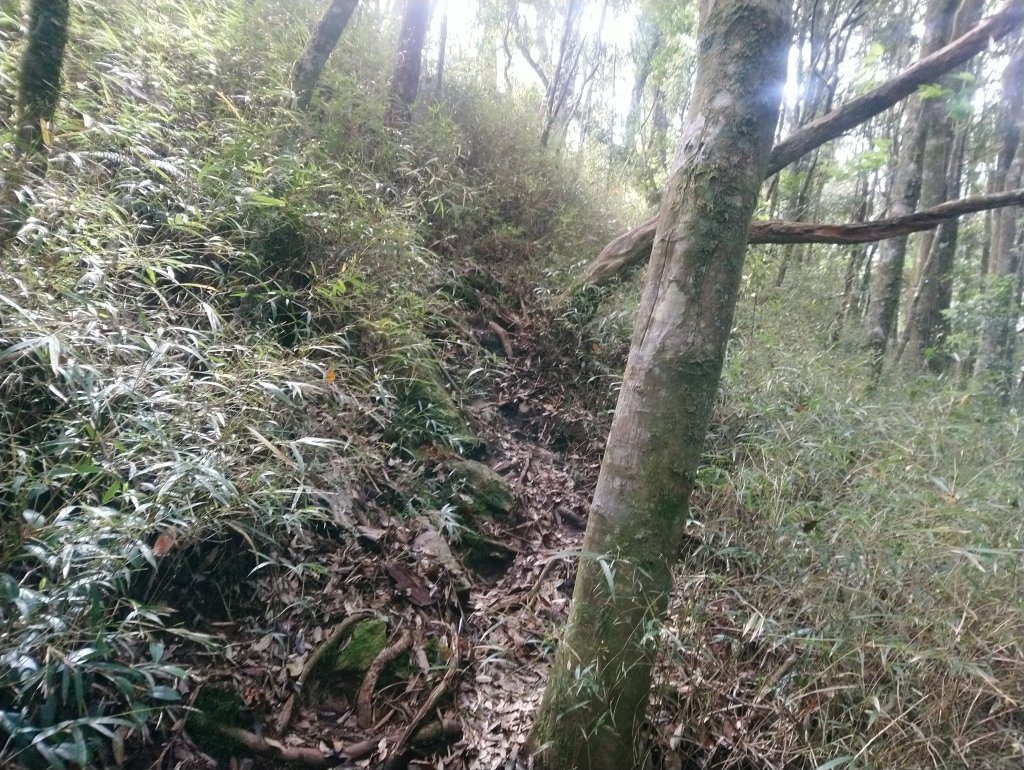 鳶嘴西稜到鳶嘴山O型回到19K大水桶_944955