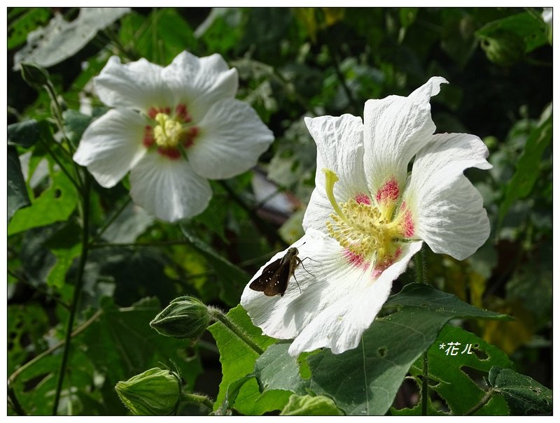 溪頭/山芙蓉之旅_712587