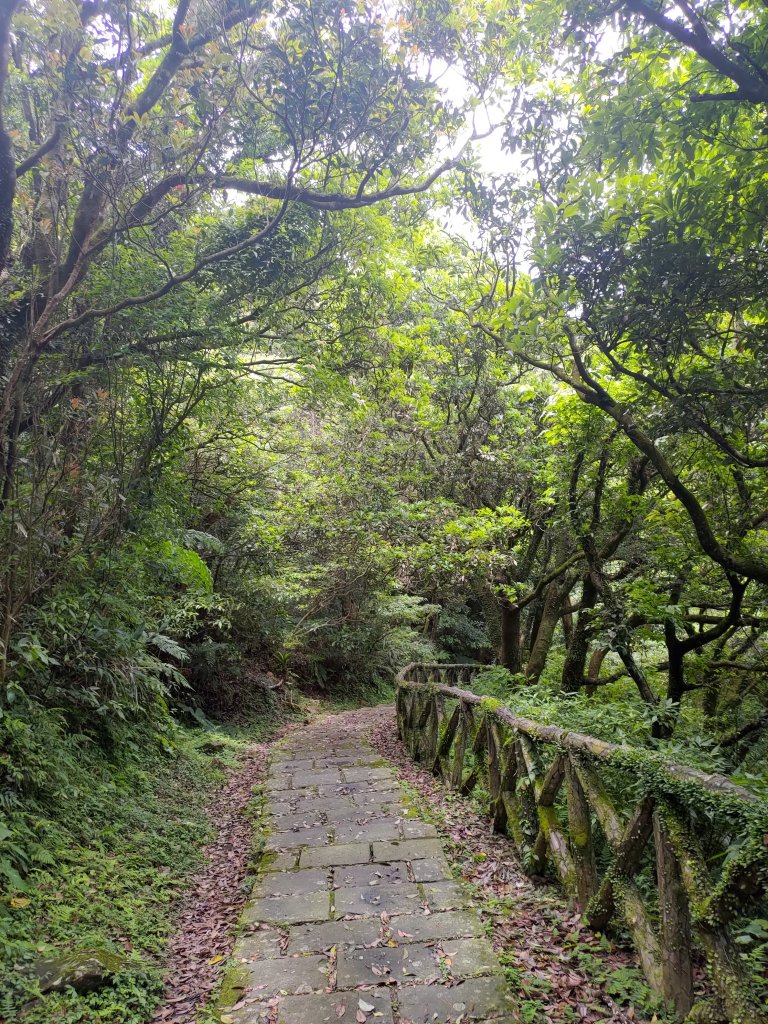 中正山步道-竹子湖來回_1361681