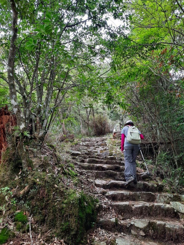 《台中》大雪山17度C森林浴步道O巡_1118694