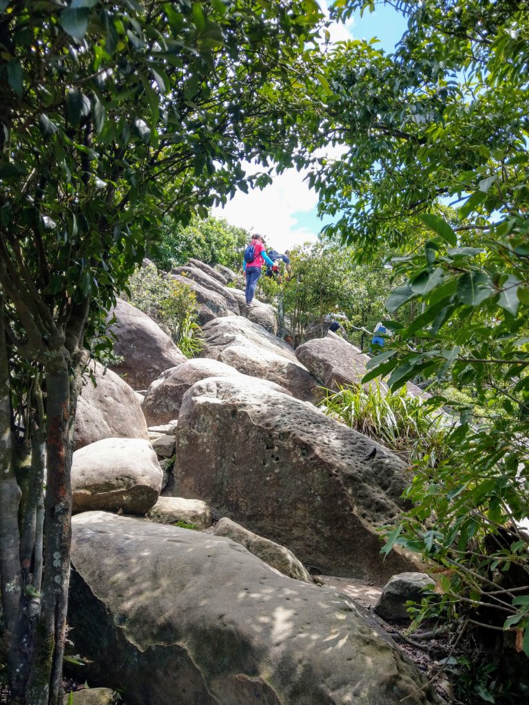 《百大必訪步道》金面山 (2020/8/30)_1431357