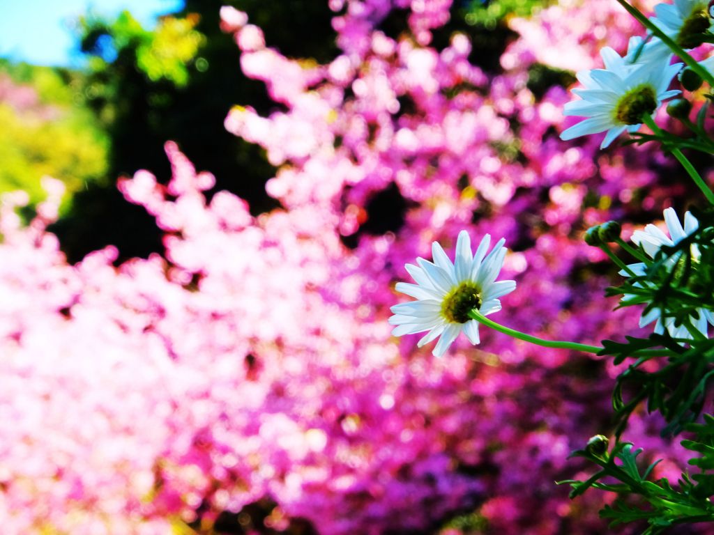 遇見桃花源-楓樹湖步道_284831