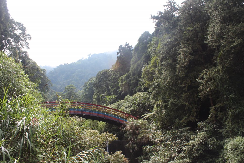 20201010南投溪頭_1145703