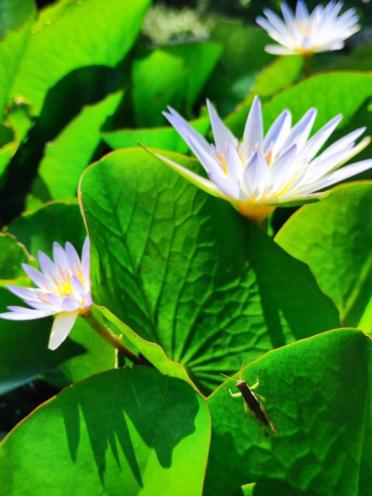 後花園散散步_2855163