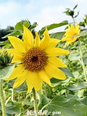 【苗栗】賞花趣~銅鑼杭菊x通霄蒜香藤花廊_2945975