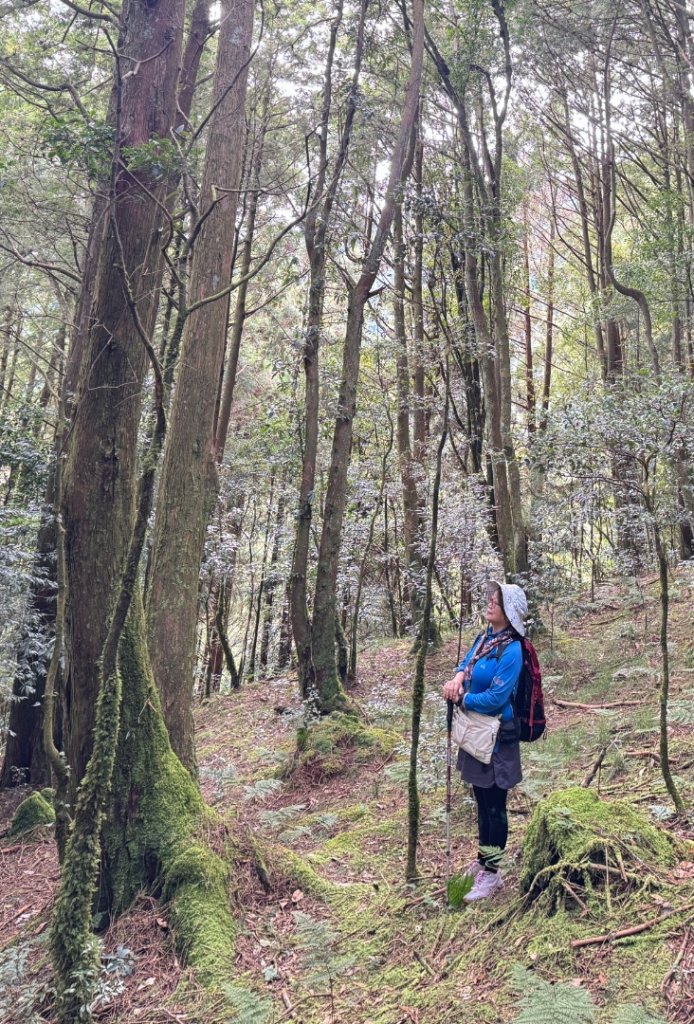 觀霧-檜山巨木群步道_2925551