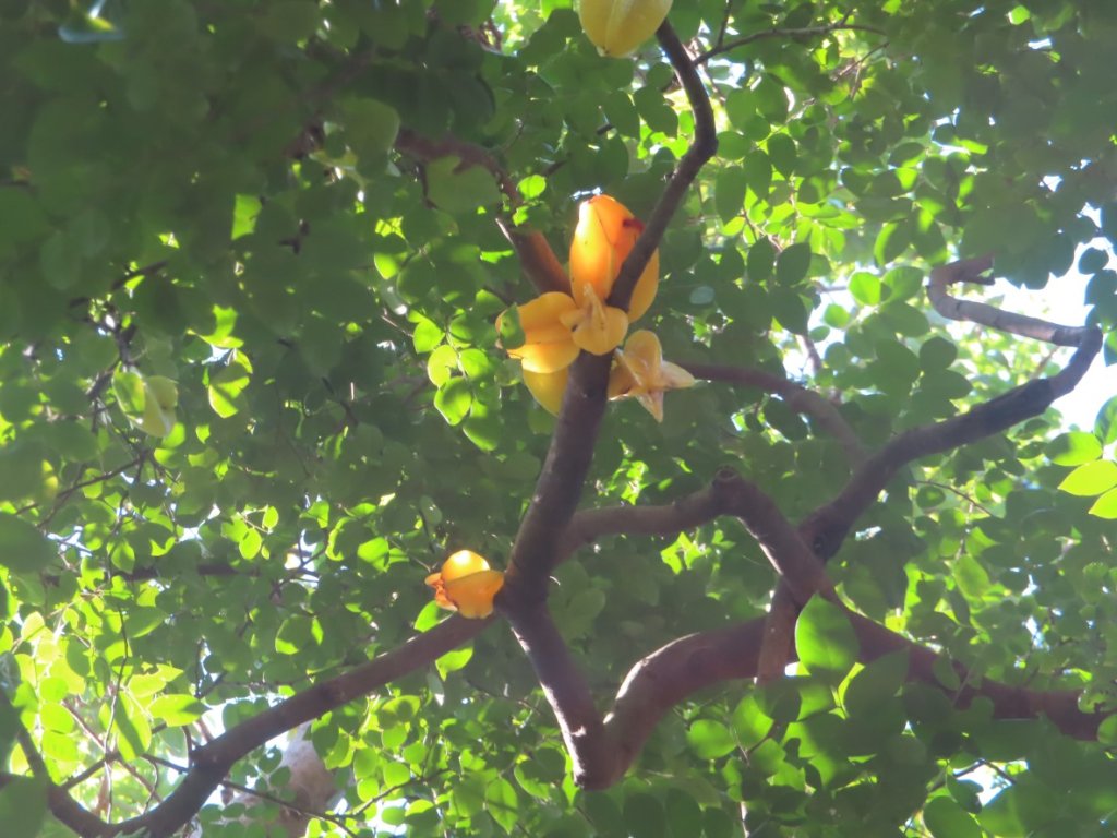 彰化桃源里森林步道+龍鳳谷森林步道封面圖