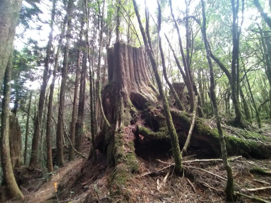 嘉義 阿里山 兒玉山、東水山、北霞山_1486785