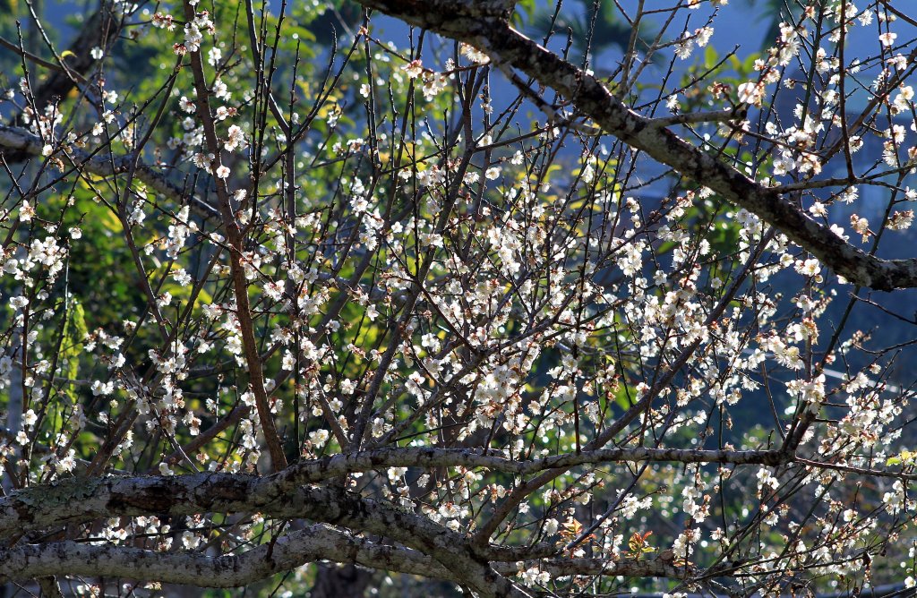 【臺南~楠西】梅嶺賞梅一~觀音步道_1246909