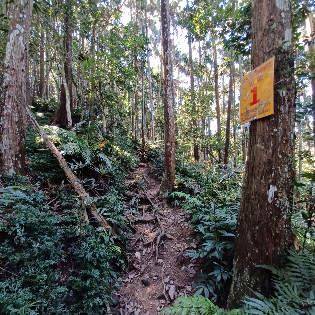 【苗栗南庄】向天湖山光天高山小O繞_2933151