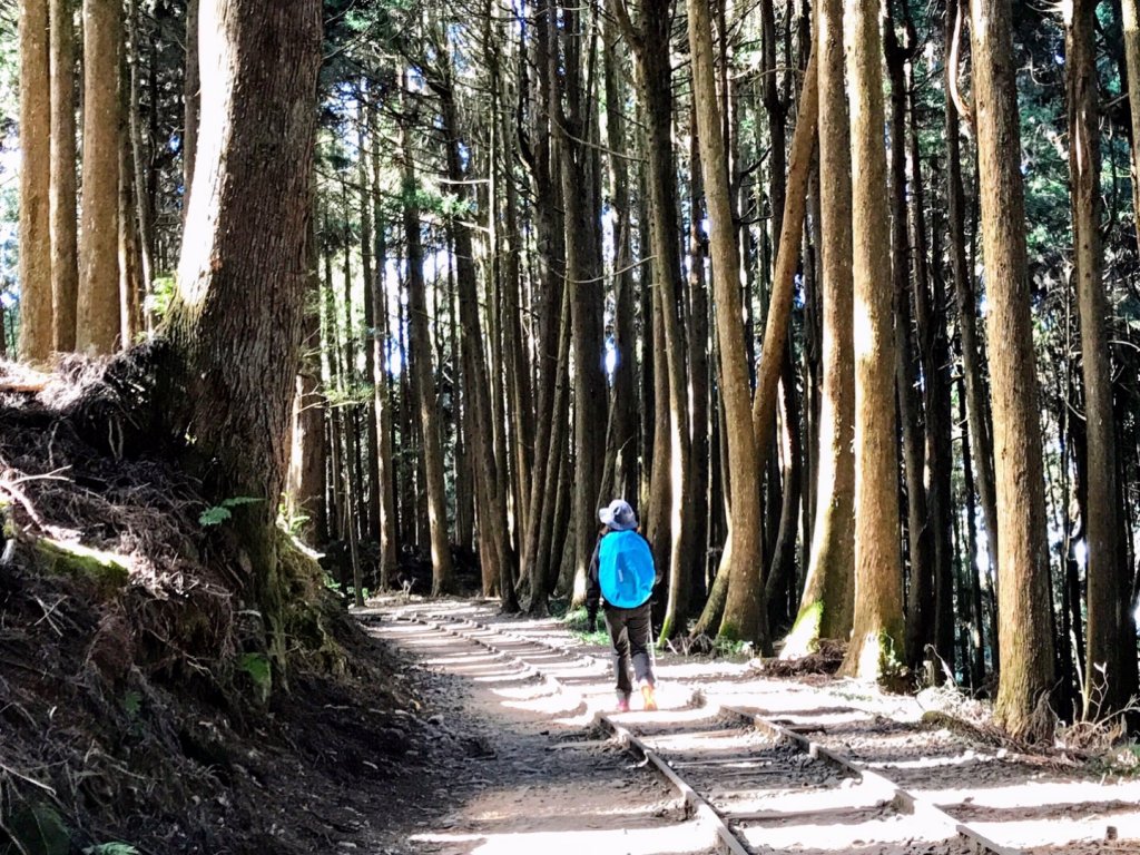 自忠上東水山連走特富野古道封面圖