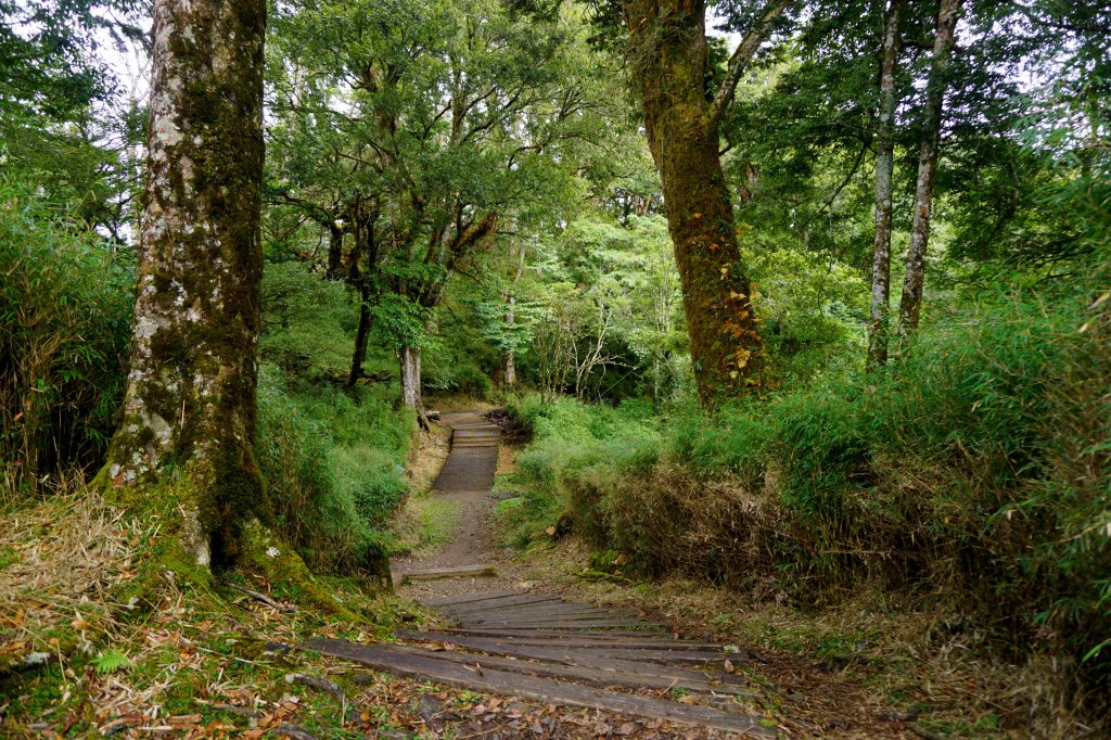 檜山巨木森林步道_481478