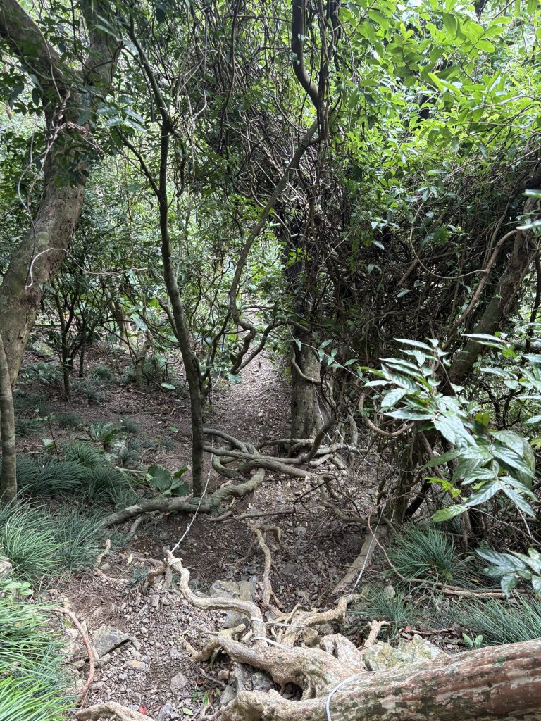 20251129女仍山步道_2951831