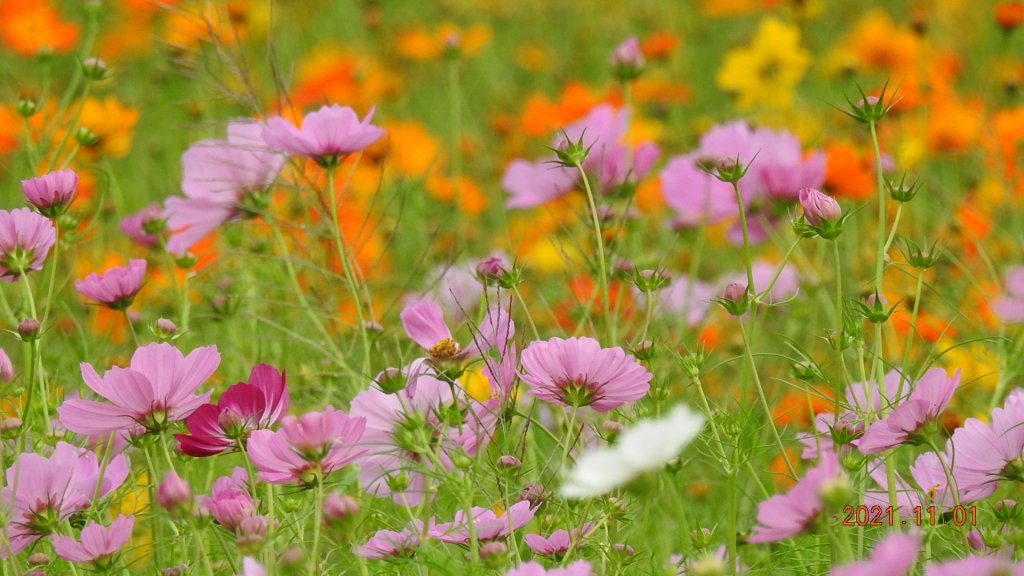 追花是簡單的快樂，賞花是恬淡的幸福。_1500768