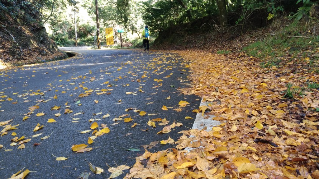 大地紅毯~~稍來山_238273