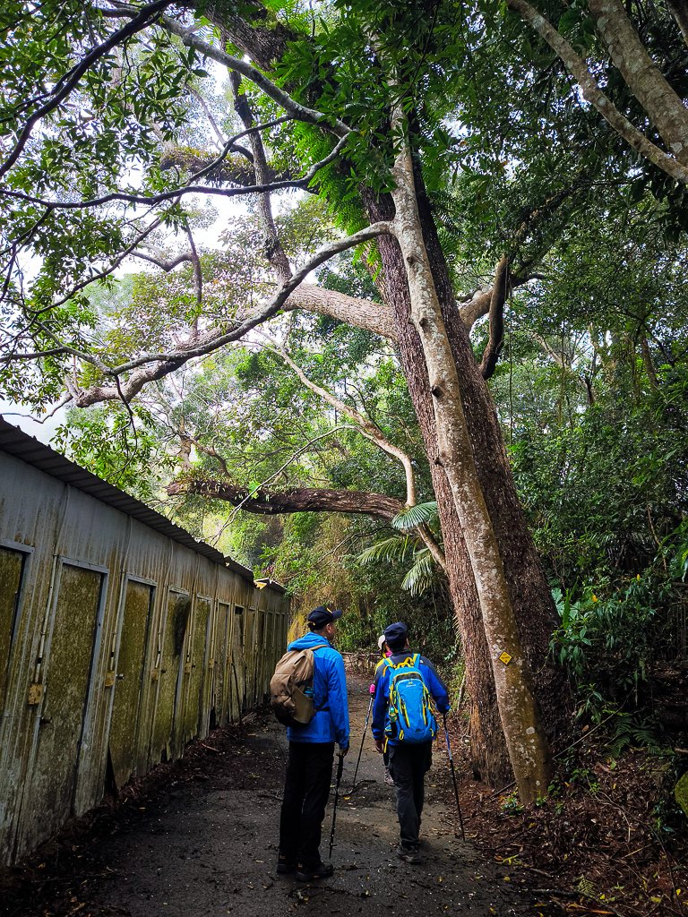 2025-03-08 汶水三山：金童山、汶水山、玉女山 連走_2736493