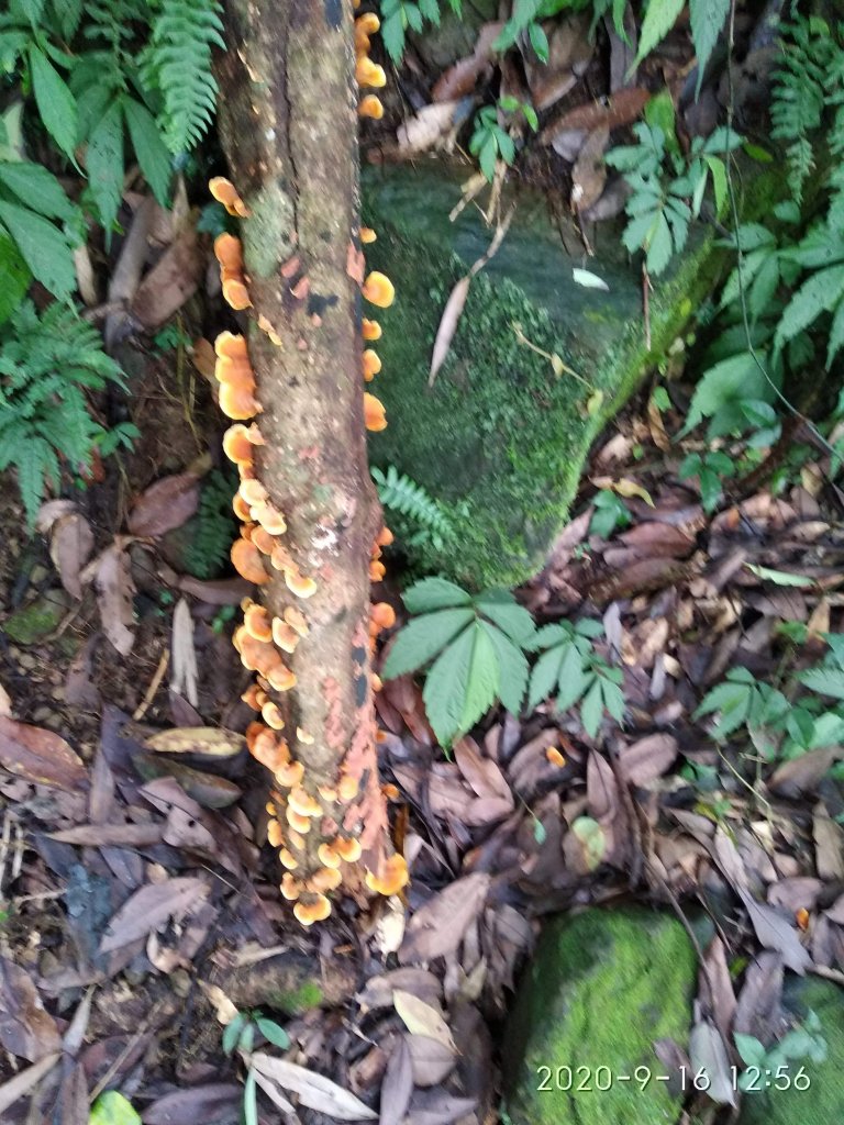 步道巡訪員 l 石夢谷步道8月巡訪日誌_1102447