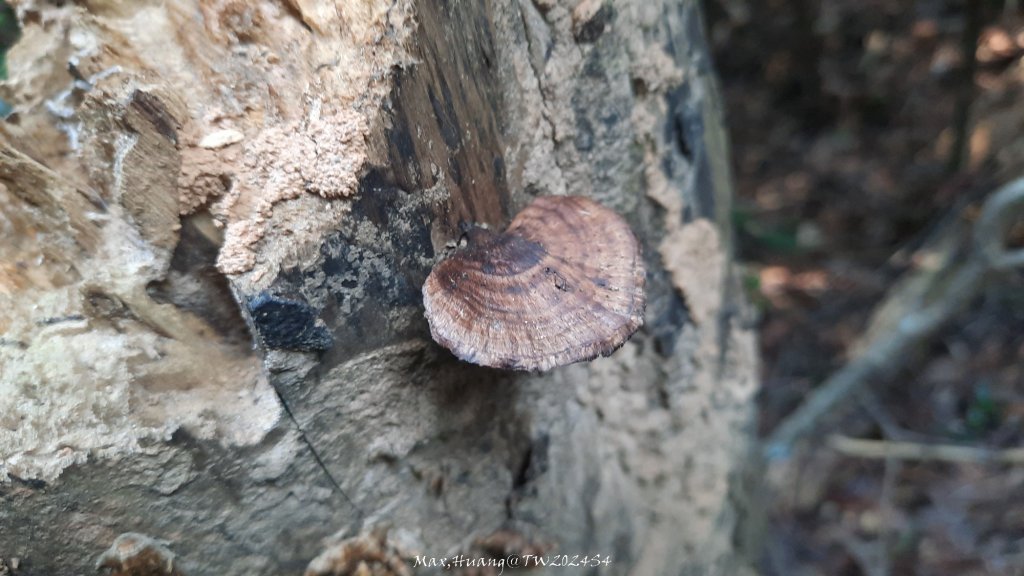 《新竹》湖口老街｜金獅古道O繞茶香及仁和步道20241206_2663757