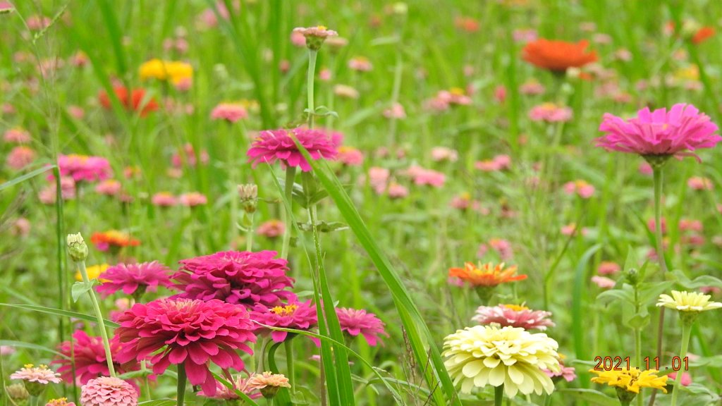 追花是簡單的快樂，賞花是恬淡的幸福。_1500782