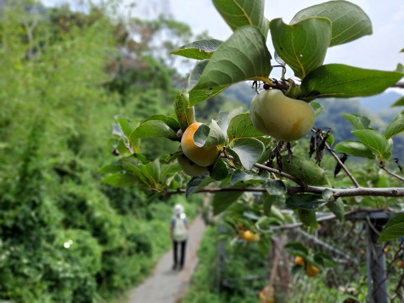 《台中》后里鳳凰山觀音山步道O巡0830_1083679