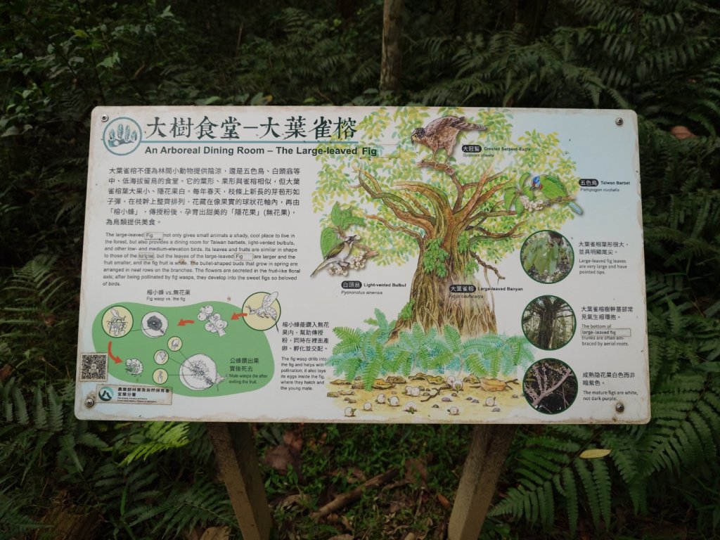 拳頭姆自然步道_3007210