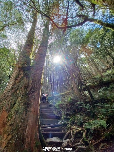 【台中和平】在虐腳的陡上中持續前進。 谷關七雄-八仙山主峰步道_2367729