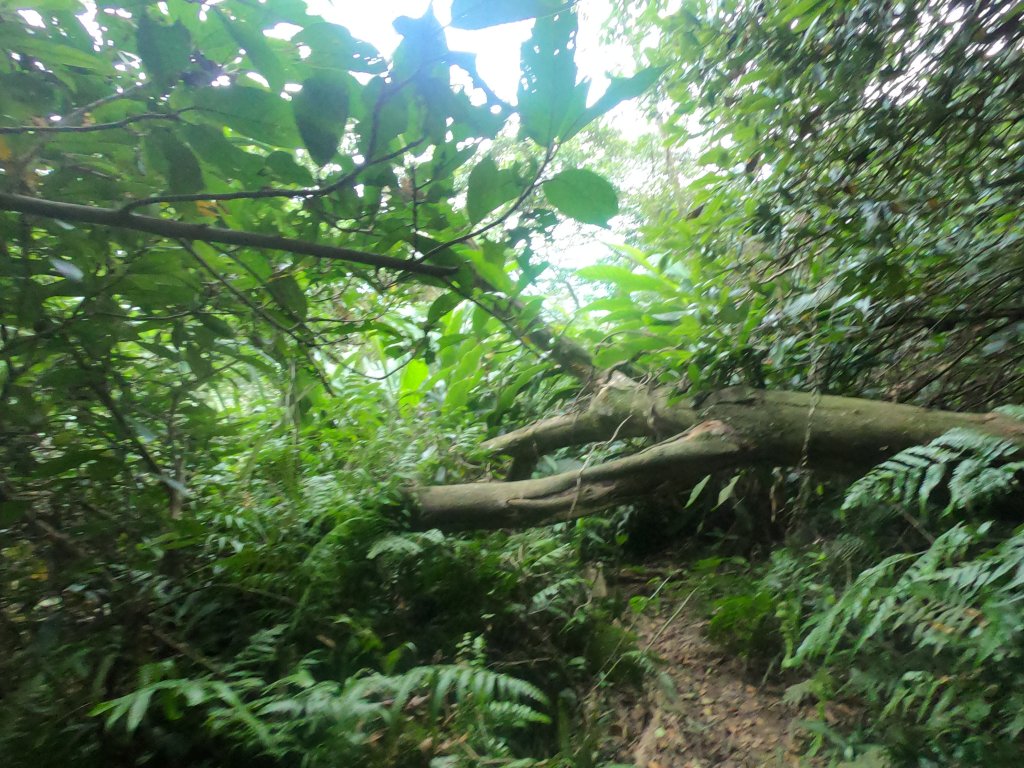 打牛崎古道_原始山徑之美_615610